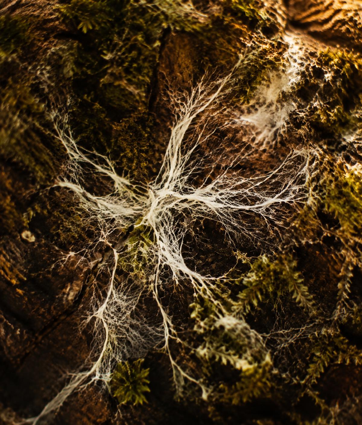 Mycelium threads spreading across bark and moss